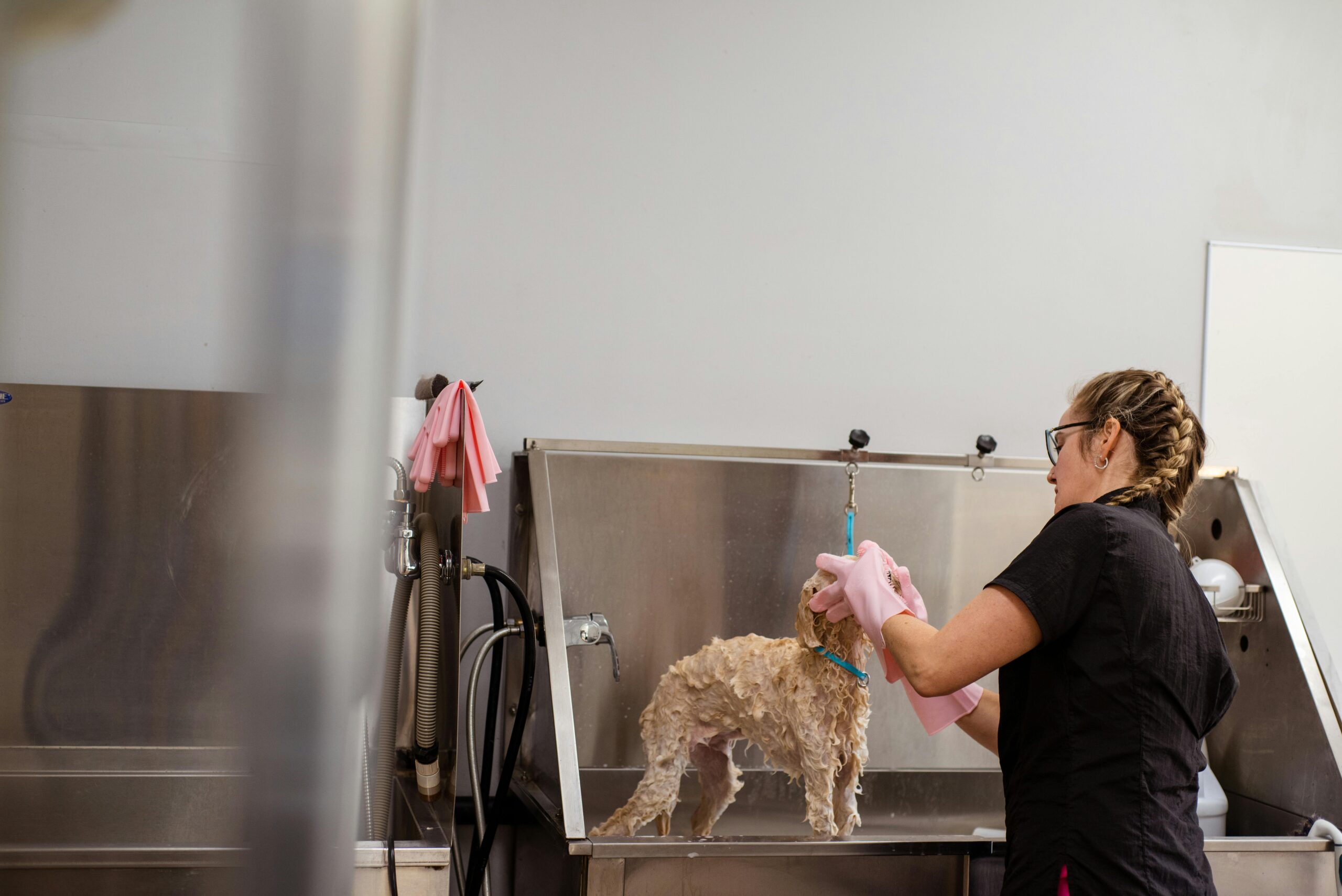 a dog groomer using dog cleaning chemicals to wash a small dog at a cleaning station