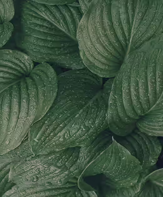 a close up of green leaves with water sprayed on them